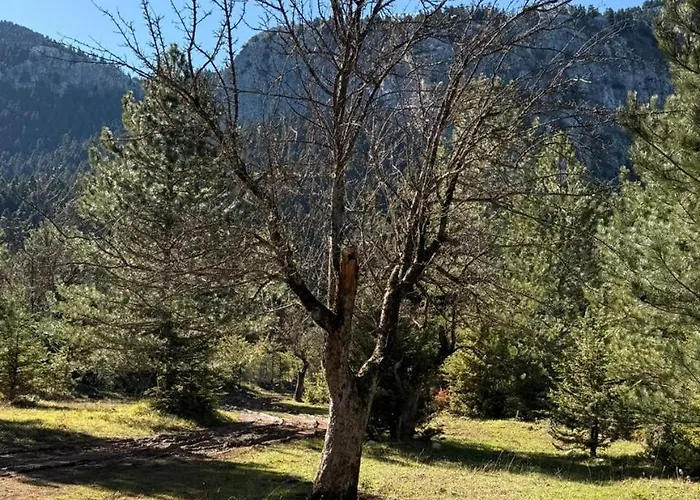 Cedar Wood * Άνω Πολύδροσος